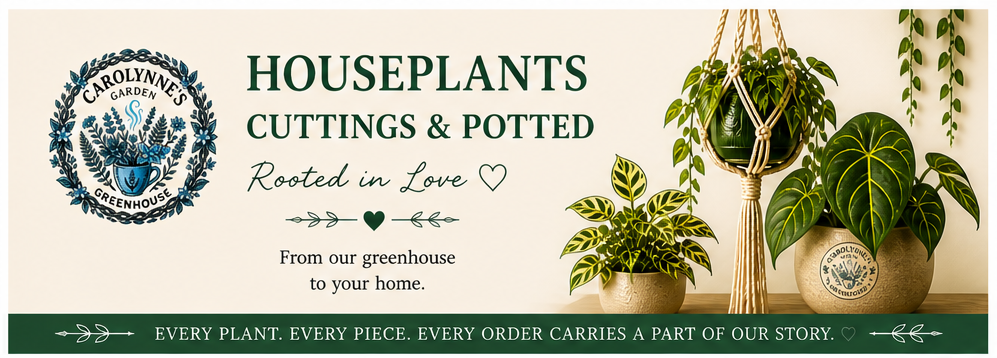 Houseplants cuttings/potted