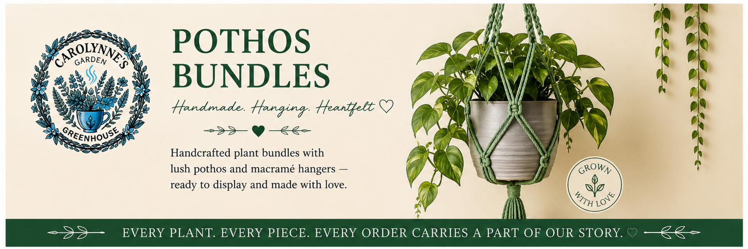 Pothos Bundles