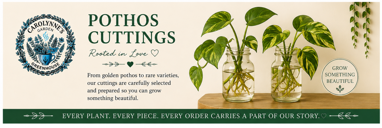 Pothos Cuttings