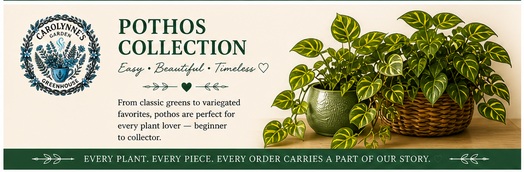 Pothos collections