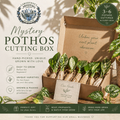 Mystery Pothos Cutting Box