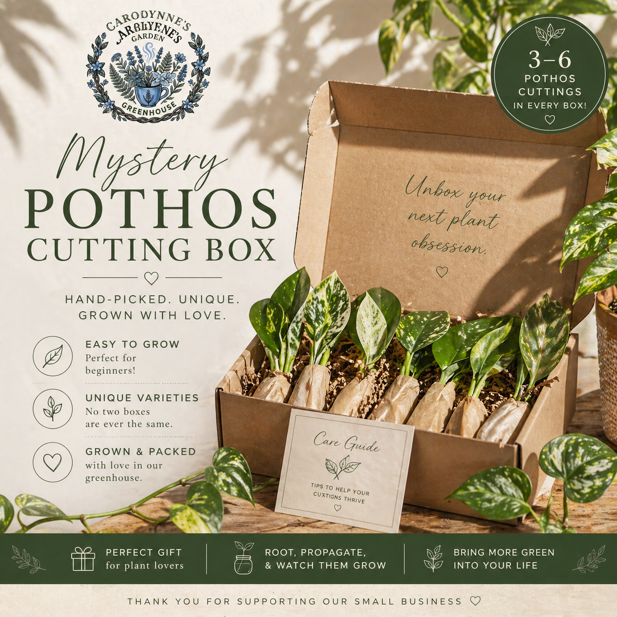 Mystery Pothos Cutting Box