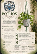 Pothos Bundle